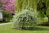 PYRUS SALICIFOLIA PENDULA AND SALIX BABYLONICA IN SPRING IN GARDENS OF ST. FAGANS CASTLE,  CARDIFF