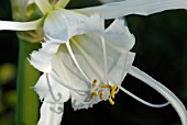 HYMENOCALLIS X FESTALIS