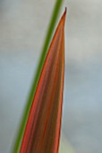 LEAF OF PHORMIUM SUNDOWNER