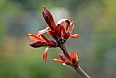 YOUNG SPRING GROWTH OF ACER PLATANOIDES CRIMSON KING