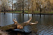 WOOD SCULPTURE IN SYON PARK