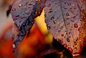 WATER DROPLETS ON PRUNUS LEAVES