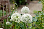 ALLIUM MONT BLANC