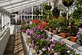 PELARGONIUMS IN GLASSHOUSE AT BICTON PARK,  DEVON