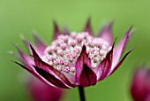 ASTRANTIA MAJOR HADSPEN BLOOD