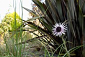 BERKHEYA PURPUREA AND PHORMIUM TENAX PURPUREUM