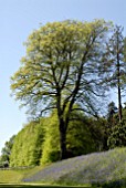 BEECH TREE AND BLUEBELLS AT BICTON PARK,  DEVON