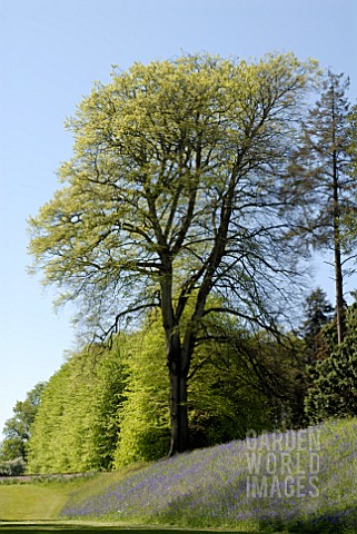 BEECH_TREE_AND_BLUEBELLS_AT_BICTON_PARK__DEVON