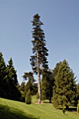 ABIES CEPHALONICA,  GREEK FIR AT BICTON PARK,  DEVON