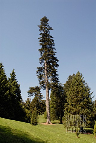 ABIES_CEPHALONICA__GREEK_FIR_AT_BICTON_PARK__DEVON