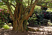 METASEQUOIA GLYPTOSTROBOIDES AT BICTON PARK,  DEVON