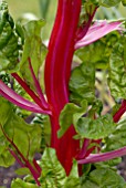 SWISS CHARD BRIGHT LIGHTS