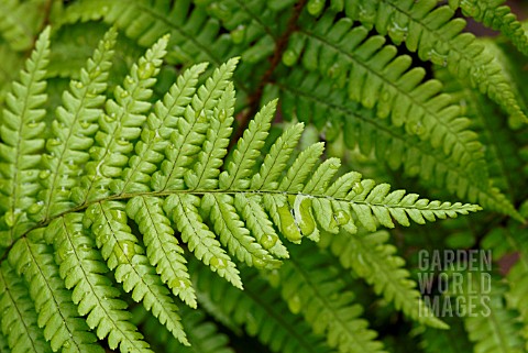 FROND_OF_FERN_DRYOPTERIS_AFFINIS