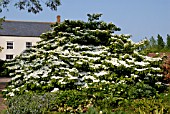 VIBURNUM PLICATUM FORM TORMENTOSUM MARIESII