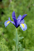 IRIS BLUE MAGIC