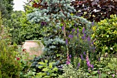 EARLY SUMMER MIXED BORDER WITH CONIFER,  LINARIA AND DIGITALIS