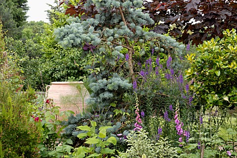 EARLY_SUMMER_MIXED_BORDER_WITH_CONIFER__LINARIA_AND_DIGITALIS