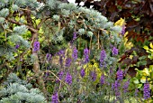 LINARIA PURPUREA IN MIXED BORDER