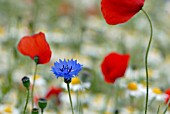 CENTAUREA CYANUS,  CORNFLOWER AND POPPIES IN FIELD