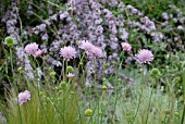 KNAUTIA MACEDONICA MELTON PASTELS