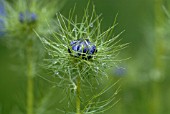 NIGELLA DAMASCENA
