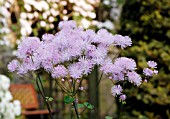 THALICTRUM AQUILEGIIFOLIUM