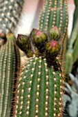 TRICHOCEREUS HUASCANA