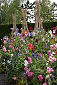 LATHYRUS ODORATUS ON CANE WIGWAMS