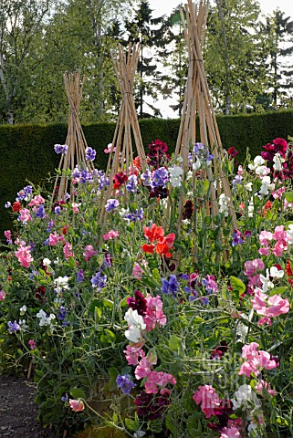 LATHYRUS_ODORATUS_ON_CANE_WIGWAMS