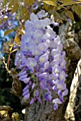 WISTERIA SINENSIS