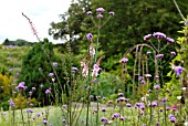 VERBENA BONARIENSIS AND LINARIA PURPUREA CANON WENT IN COUNTRY GARDEN