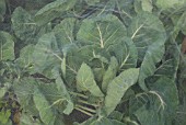 BRASSICAS UNDER NETTING IN VEGETABLE GARDEN