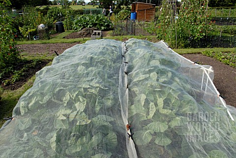 BRASSICAS_UNDER_NETTING_IN_ALLOTMENTS