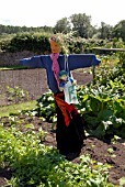 SCARECROW COMPETITION, DAGGS ALLOTMENTS, THORNBURY, BRISTOL. NGS OPEN DAY