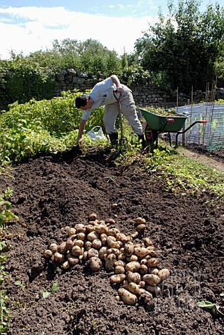 HARVESTING_POTATOES_AT_DAGGS_ALLOTMENTS_THORNBURY_BRISTOL_NGS_OPEN_DAY