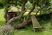 GARDEN SEAT UNDER COLLAPSED OLD APPLE TREE