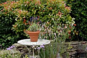 POT OF LAVENDER ON GARDEN TABLE WITH LINARIA PURPUREA CANON WENT