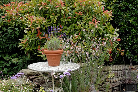 POT_OF_LAVENDER_ON_GARDEN_TABLE_WITH_LINARIA_PURPUREA_CANON_WENT