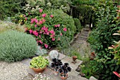 COUNTRY GARDEN WITH POTS, STONE BALL,  AEONIUM, LAVENDER, ROSES AND SHRUBS