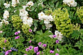 ROSA PENELOPE,  GERANIUM PSILOSTEMON AND EUPHORBIA