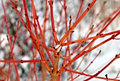 CORNUS SANGUINEA MIDWINTER FIRE