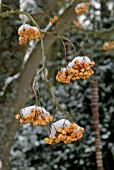 SORBUS JOSEPH ROCK BERRIES IN WINTER