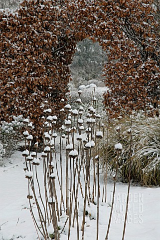 WINTER_SEEDHEADS_OF_PHLOMIS_COVERED_IN_SNOW_WITH_BEECH_HEDGE