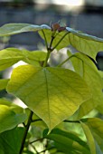 CATALPA BIGNONIOIDES