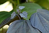 YOUNG LEAVES OF CATALPA BIGNONIOIDES PURPUREA