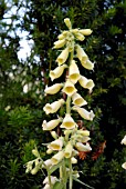 DIGITALIS GRANDIFLORA CARILLON