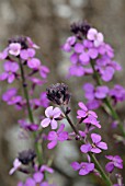 ERYSIMUM BOWLES MAUVE