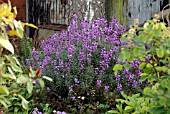 ERYSIMUM BOWLES MAUVE