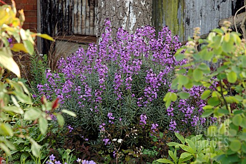 ERYSIMUM_BOWLES_MAUVE