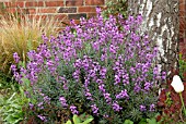 ERYSIMUM BOWLES MAUVE